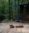 Wycinka