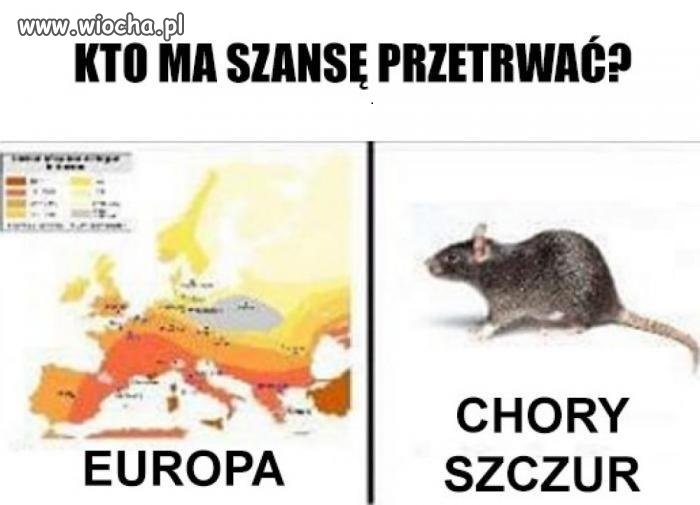 Kogo obstawiacie