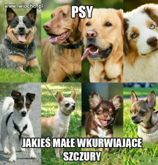 Tylko prawdziwe psy