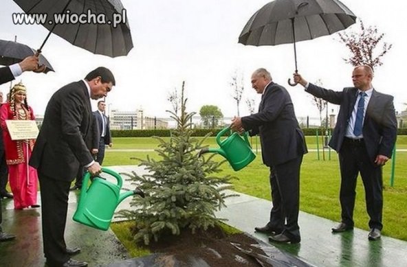 Podlewanie drzewka