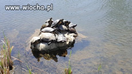 Gdy kupisz kawalerkę i zwali się cała rodzina