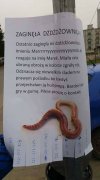 Dżdżdż... 