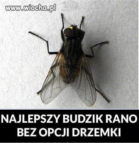 Budzik 