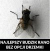 Budzik 