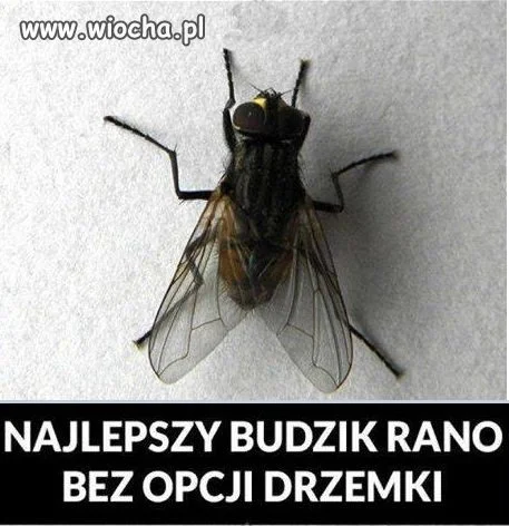 Budzik 