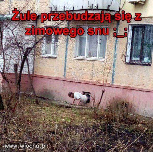 Żule w taxii