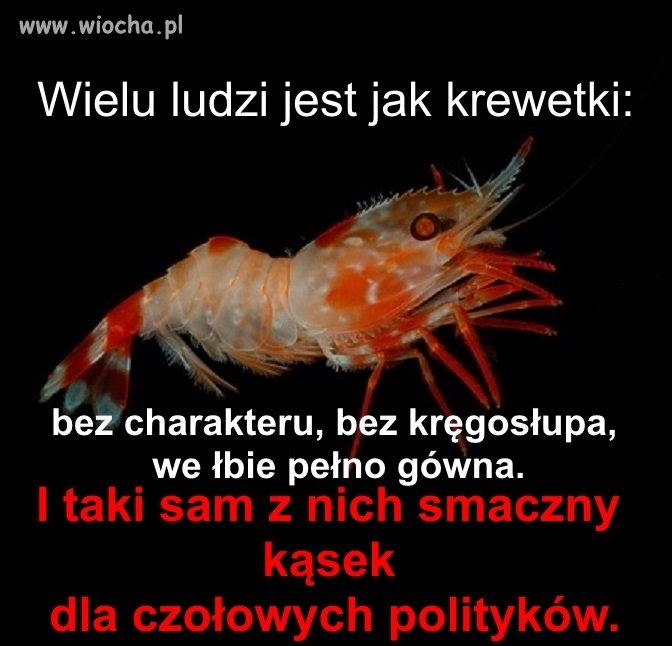 Krewetka
