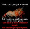 Krewetka