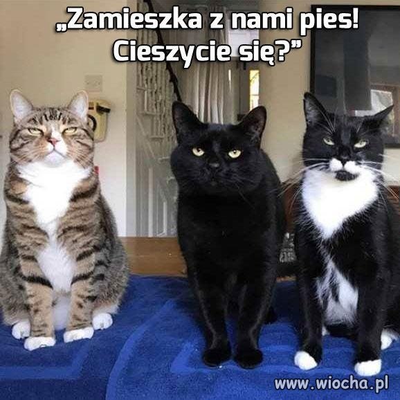 Cóż za entuzjazm