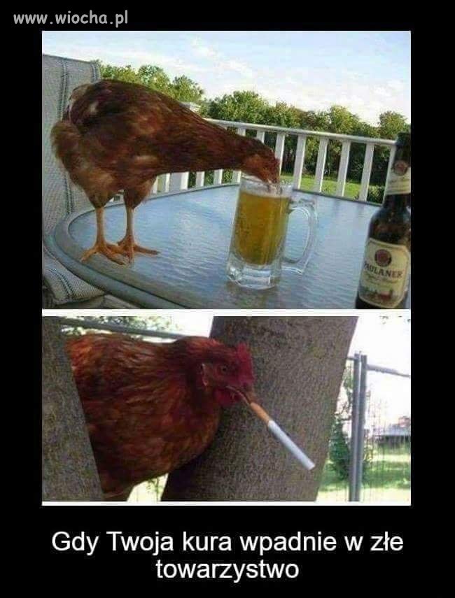 Kura fura i komóra