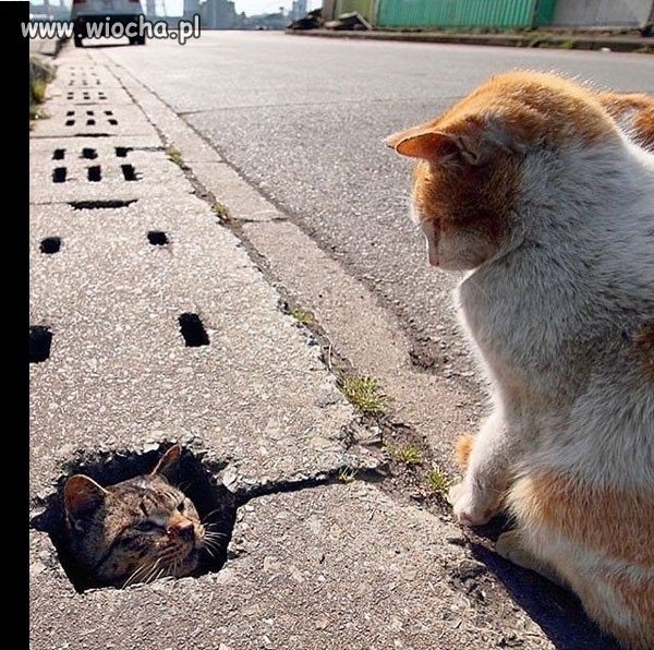 Prison break