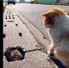 Prison break