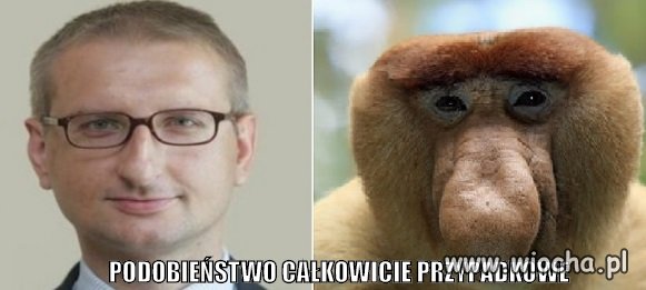 Nosacz bielski i nosacz sundajski