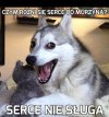 Serce