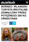 Tylko który to 