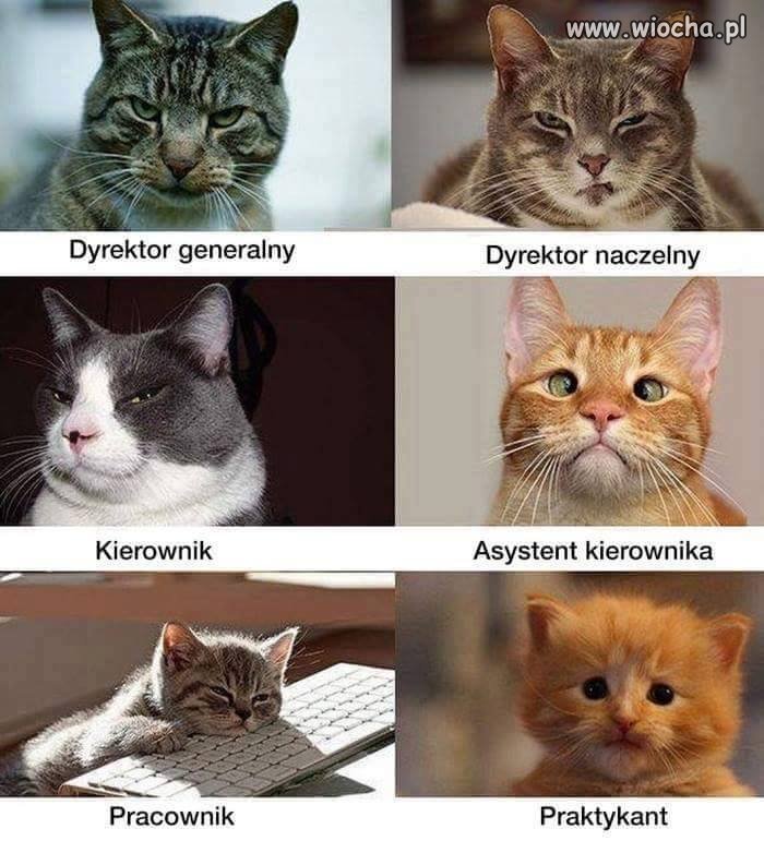 Hierarchia 
