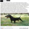 Prawdziwy pies, a nie jakiś podrabianiec