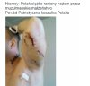 I jak tu nie być islamofobem?