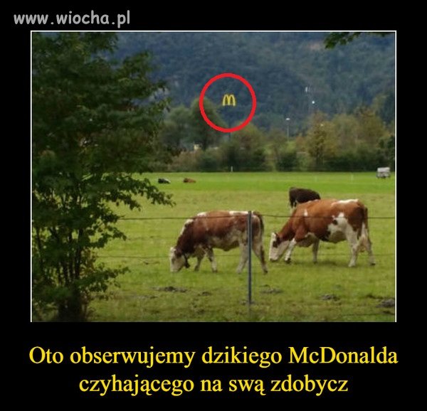 Z kamerą wśród zwierząt