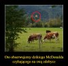 Z kamerą wśród zwierząt