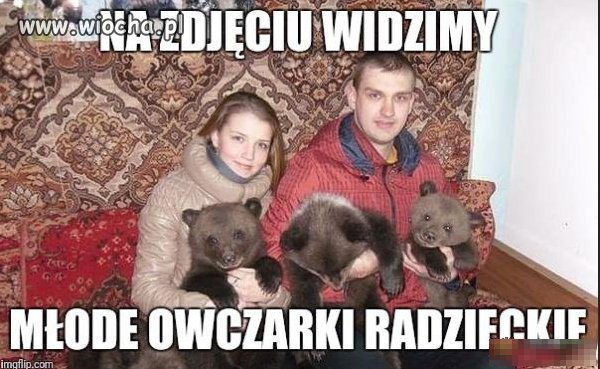 Rosyjskie owczarki