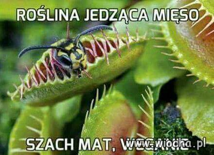 Weganie, hipsterzy, ateiści, sataniści