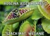 Weganie, hipsterzy, ateiści, sataniści