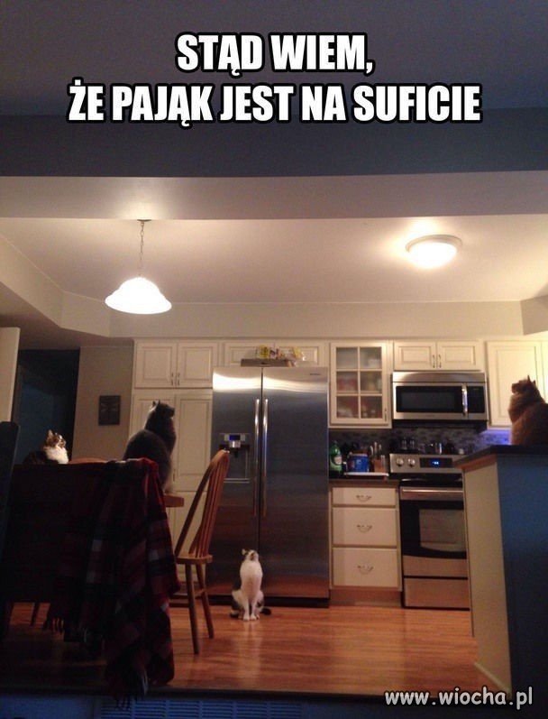 Pająk na suficie
