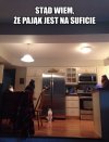 Pająk na suficie