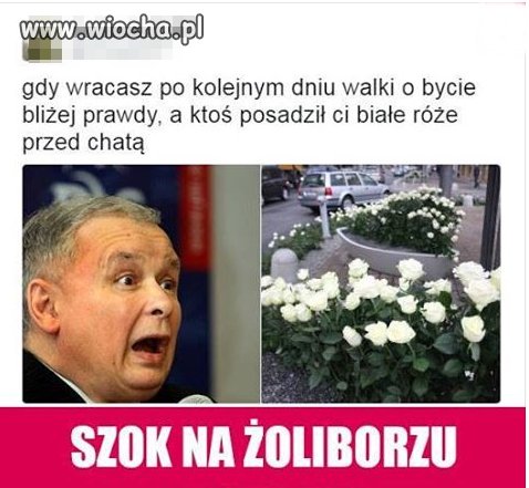 Biełyje rozy,biełyje rozy biezzaszczitny szipy