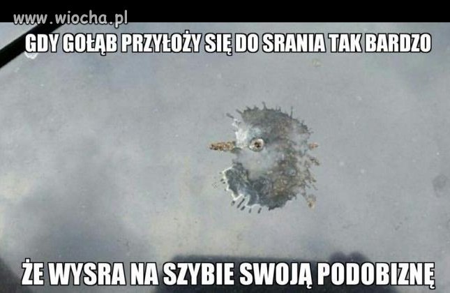 Gołąb artysta