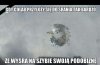 Gołąb artysta