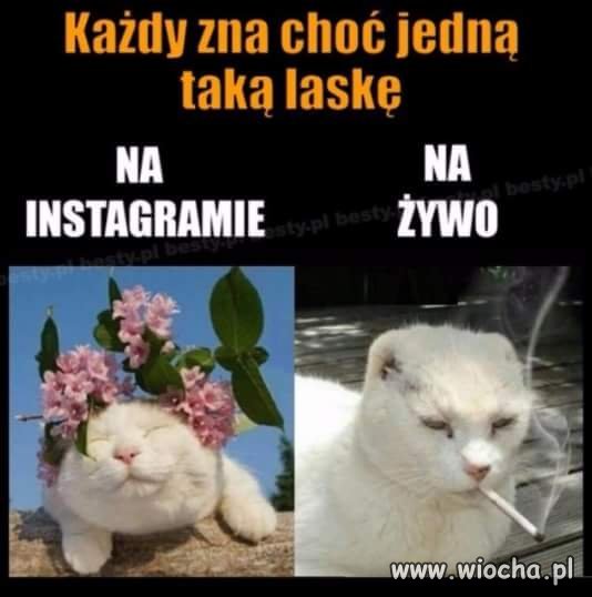 Każdy zna