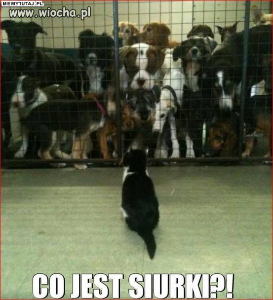 Teraz to wy mi... 