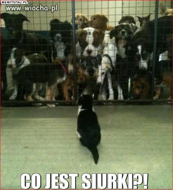 Teraz to wy mi... 