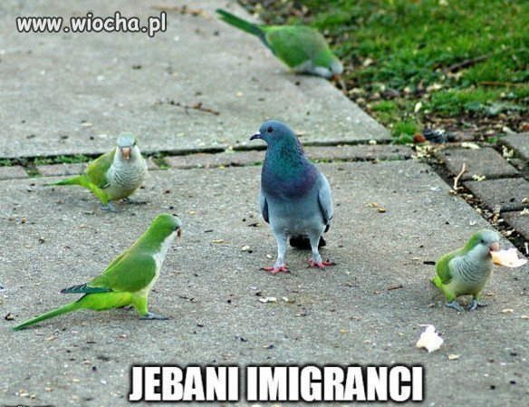 I gołąb się zorientował 