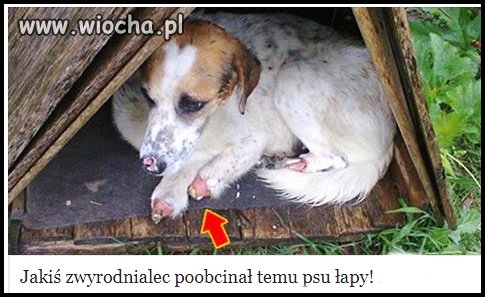 Zrobiły to jakieś zwykłe bydlaki