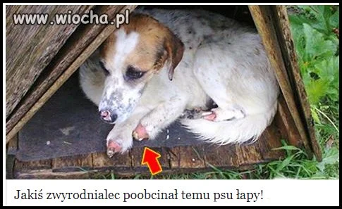 Zrobiły to jakieś zwykłe bydlaki