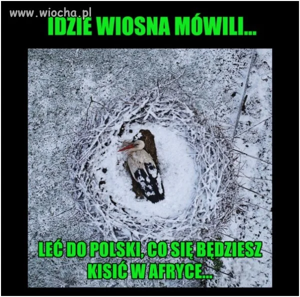 Wiosna 