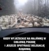 Majówka