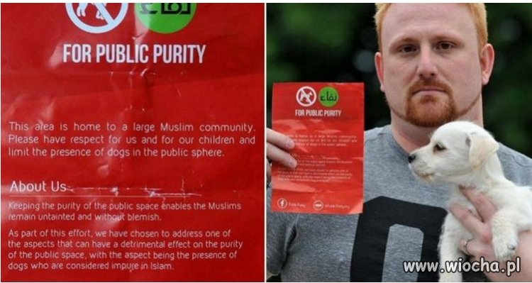 Pies najlepszym przyjacielem człowieka.