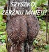 Bez tytułu