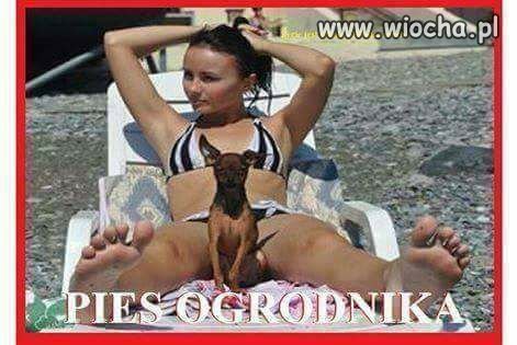 Pies ogrodnika