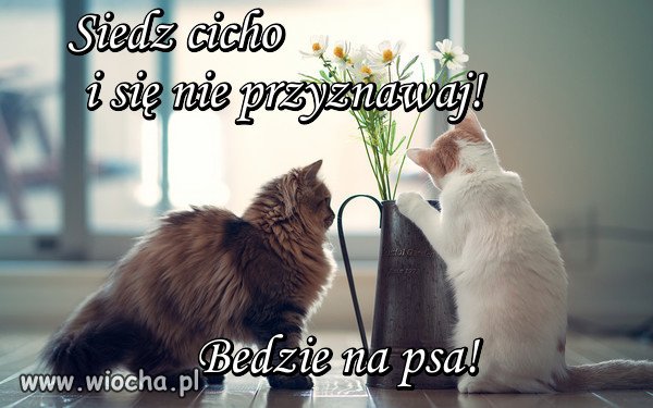 Będzie na psa