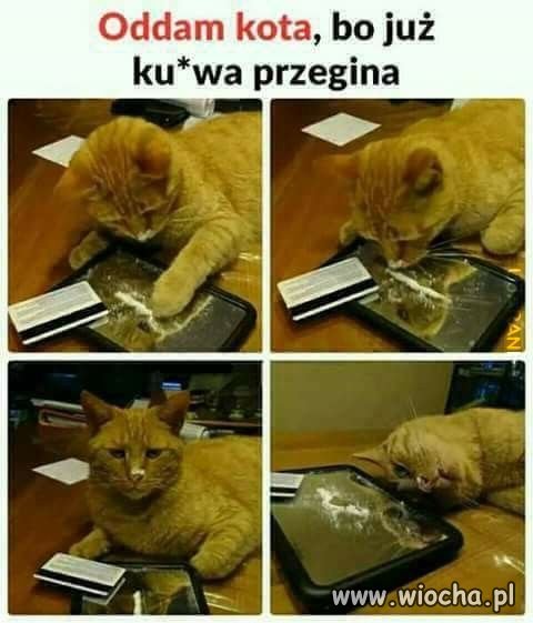 Ogłoszenie