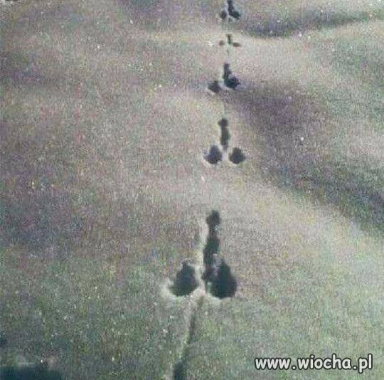 Tropy zajaca ...