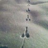 Tropy zajaca ...