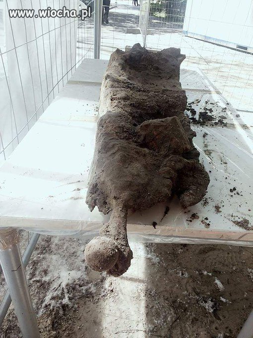 Kość udowa w betonie znaleziona dziś na łączce 