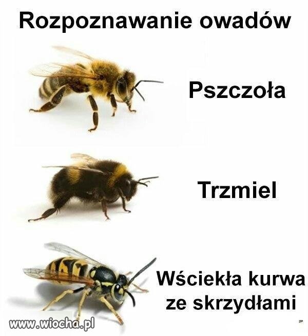 Brzydka i zła