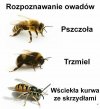 Brzydka i zła